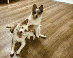 Deux Pomskys sur un parquet