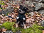Un Pomsky assis sur un terrain herbeux et tenu en laisse