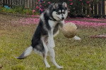 Un Pomsky jouant avec un ballon sur un terrain herbeux