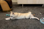 Un Pomsky allongé sur une moquette