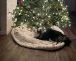 Un Pomsky allongé sous un sapin de noël 