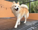 Un Pomsky marchant sur la couverture d'un spa en extérieur.