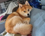 Un Pomsky allongé sur une canapé