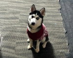 Un Pomsky assis sur une moquette