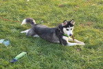 Un Pomsky allongé sur un terrain herbeux