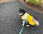 Un Pomsky tenu en laisse et regardant vers la caméra 