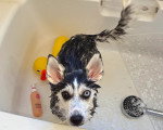 Un Pomsky dans une baignoire 