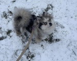 Un Pomsky sur une surface enneigée