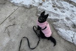 Un Pomsky assis sur une surface bétonné et portant un gilet