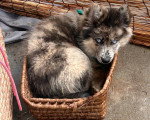 Un Pomsky allongé dans un panier