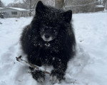 Un Pomsky allongé sur une surface enneigée et recouvert de neige