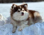 Un Pomsky allongé sur une surface enneigée