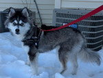 Un Pomsky tenu en laisse sur une surface enneigée