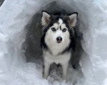 Un Pomsky sous une grotte de neige