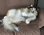 Un Pomsky allongé sur un canapé