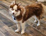 Un Pomsky sur un parquet et regardant vers la caméra