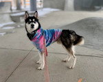 Un Pomsky tenu en laisse et portant un habit pour chien