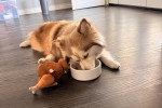 Un Pomsky mangeant dans sa gamelle