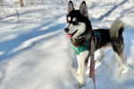 Un Pomsky tenu en laisse sur une surface enneigée et tirant la langue 