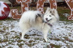 Un Pomsky tenu en laisse sur une surface enneigée 