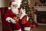 Un chiot Pomsky à côté d'un homme vêtu père noël