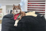 Un Pomsky  allongé sur un grand coussin