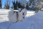 Un Pomsky  sur une surface enneigée et portant un collier