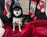 Un Pomsky  assis sur une couverture