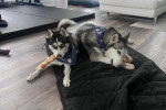 Deux Pomskys allongés sur un tapis