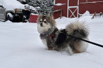 Un Pomsky tenu en laisse sur une surface enneigée