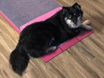 Un Pomsky allongé et regardant vers la caméra