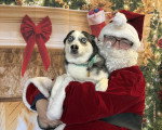 Un Pomsky dans les bras d'un homme vêtu en père noël