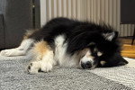 Un Pomsky allongé sur un tapis et semblant dormir