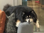 Un Pomsky allongé sur l'accoudoir d'un canapé
