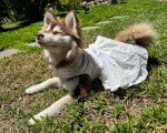 Une chienne Pomsky allongé sur un terrain herbeux et portant une robe pour chienne