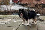 Un Pomsky tenu en laisse dans la rue et tirant la langue