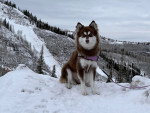 Un Pomsky assis sur une surface enneigée 