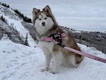 Un Pomsky assis sur une surface enneigée et tenu en laisse