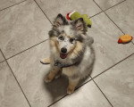 Un Pomsky assis sur un sol carrelé et portant un collier 