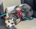 Un Pomsky allongé sur la banquette arrière d'un véhicule 