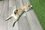 Un Pomsky allongé sur un parquet