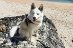 Un Pomsky assis sur un rocher et portant un harnais