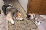 Un Pomsky allongé à côté d'un chat