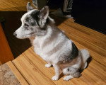 Un Pomsky assis sur un parquet