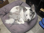 Un Pomsky allongé sur un panier
