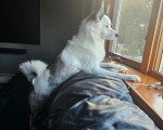 Un Pomsky regardant par la fenêtre