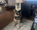 Deux Pomskys assis sur un tapis