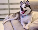 Un Pomsky allongé sur un fauteuil et portant un collier autour du cou