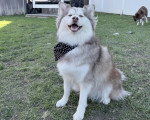 Un Pomsky assis sur une surface herbacée