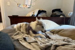 Un Pomsky allongé sur un lit